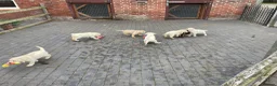 Labrador Retriever dogs for sale: Beautiful Labrador Puppies - Advert 9