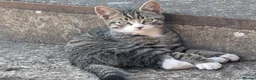 Mixed Breed cats for sale: Shorthaired Kittens, ready for collection, - Advert 14