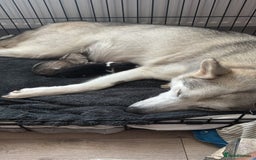 Siberian Husky dogs for sale: Blue Eyes Siberian huskies puppies  - Image 12