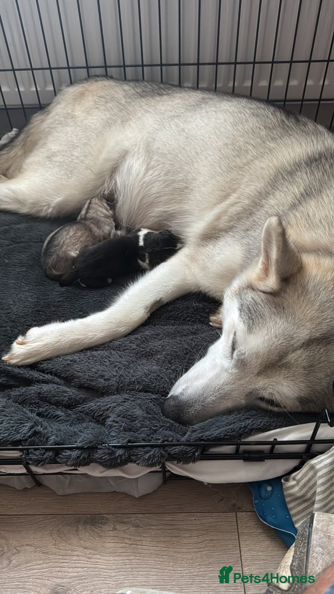 Siberian Husky dogs for sale: Blue Eyes Siberian huskies puppies  - Image 12