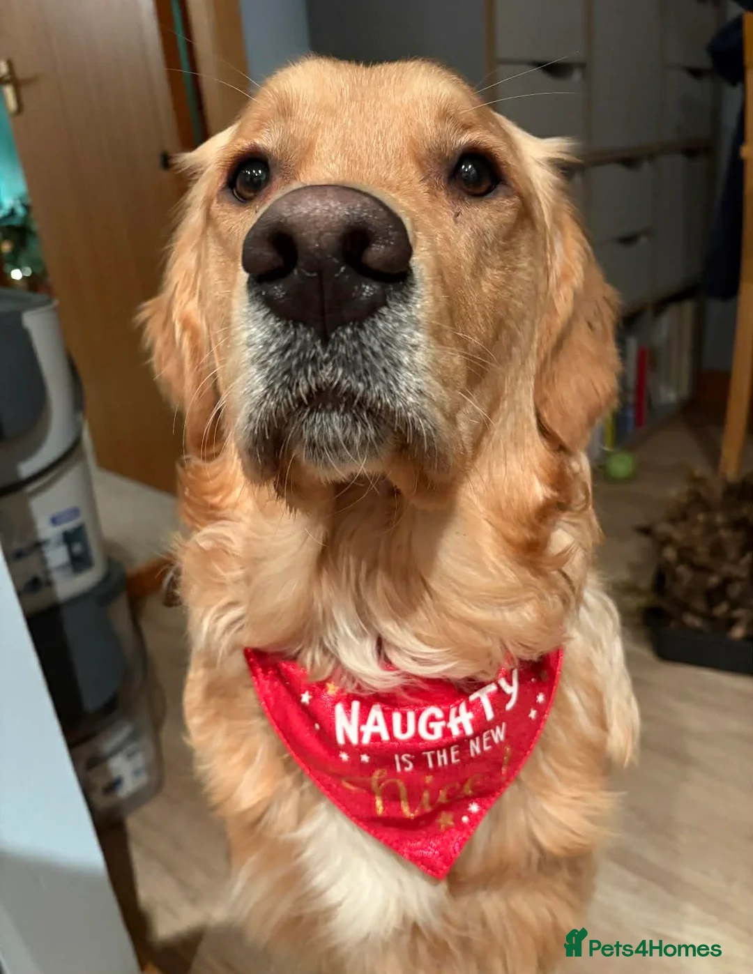 Golden Retriever dogs for sale: Amazingly beautiful golden pups  - Advert 16