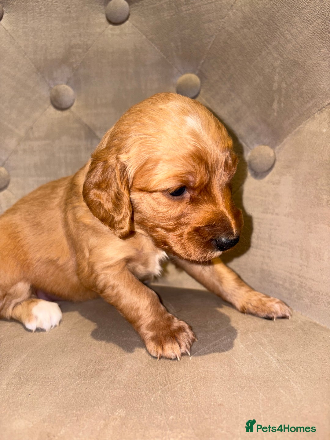 Cockapoo dogs for sale: Beautiful litter of 10 Cockapoo pups  - Advert 10