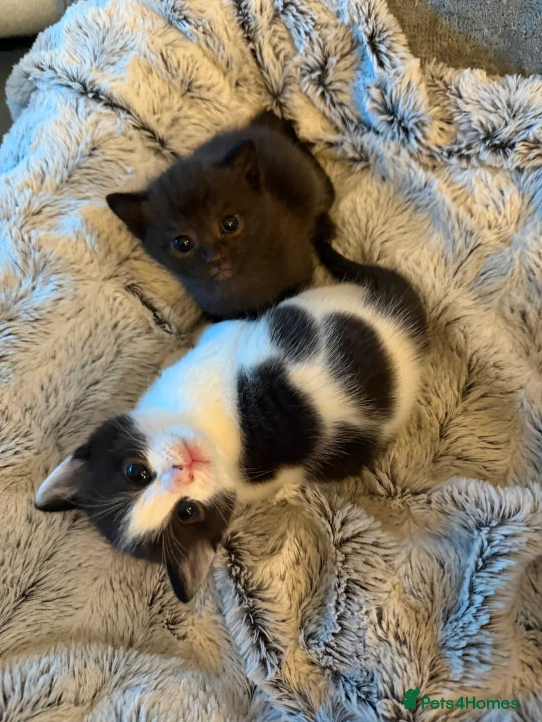 Domestic Shorthair cats for sale: Beautiful Kittens  - Advert 2
