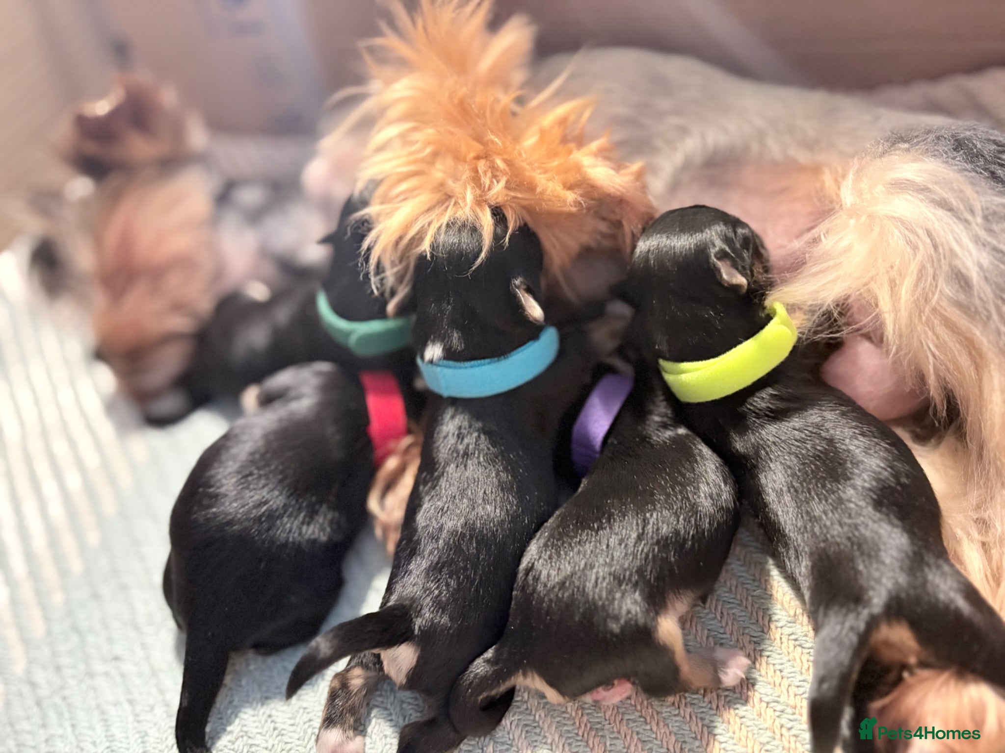 Yorkshire Terrier dogs Luxury Tiny Biewer ✨ 1 girl & 1 boy left ❤️❤️ - Advert 12