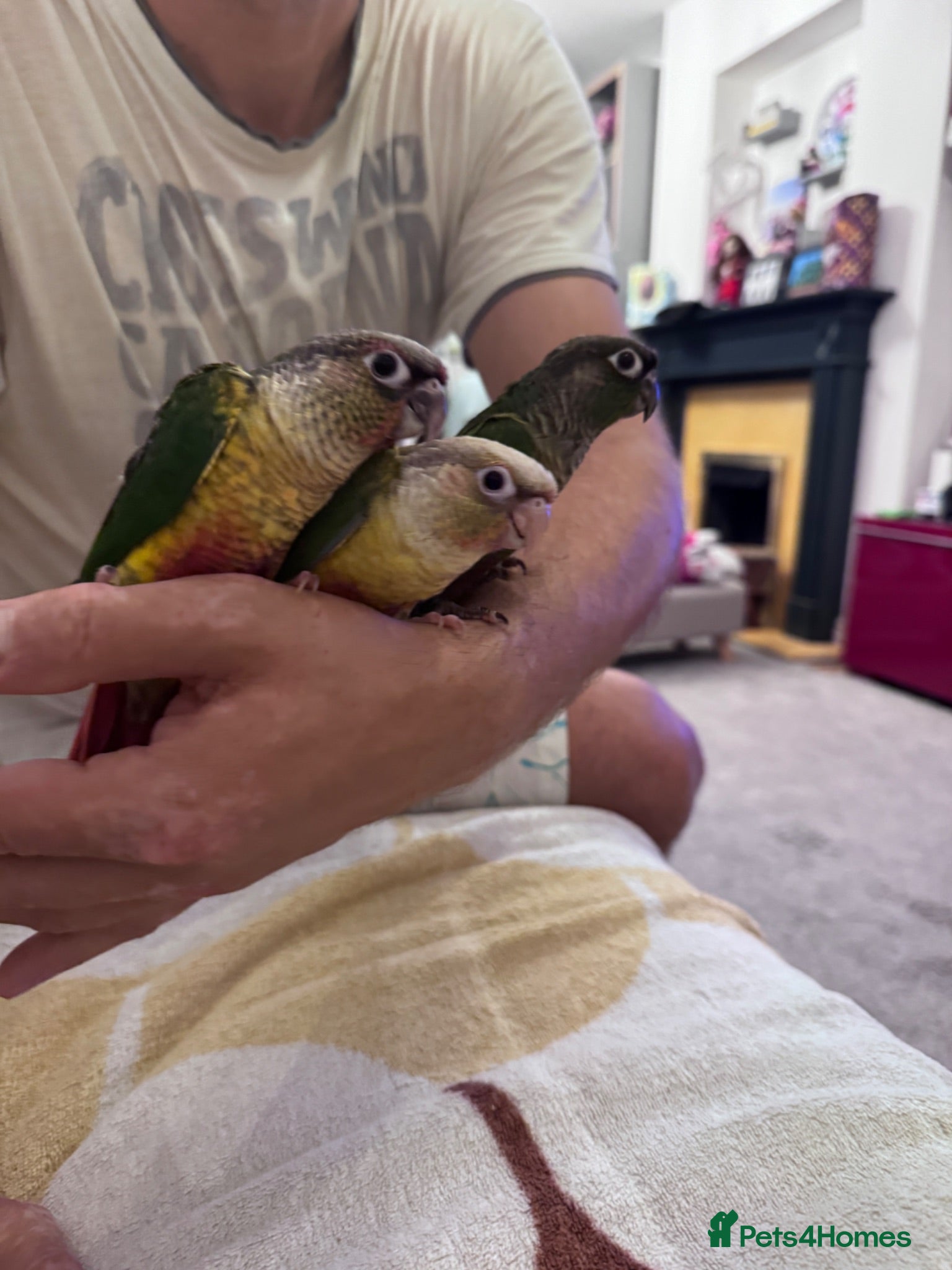 Conures birds Tamed baby conures - Advert 1