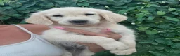 Golden Retriever dogs for sale: Beautiful golden retiver boy - Advert 12