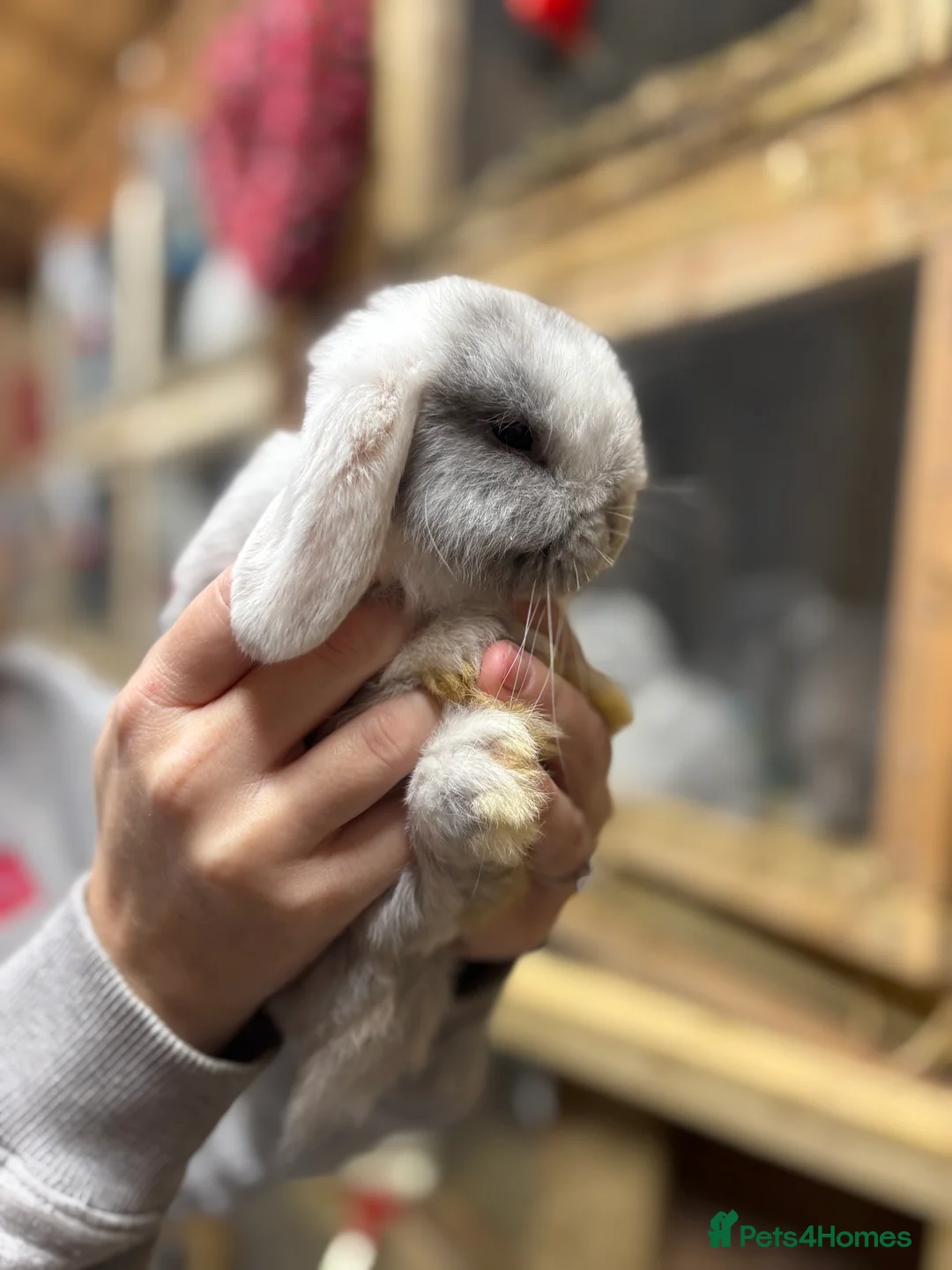 Mini Lop rabbits for sale: Last Mini-Lop (Gone) - Advert 1