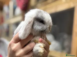Mini Lop rabbits White & Blue Mini Lops - Advert 13
