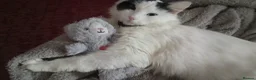 Mixed Breed cats for sale: Meikoo - Advert 1