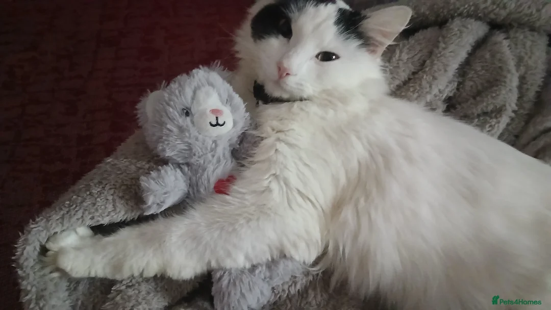 Mixed Breed cats for sale: Meikoo - Advert 1