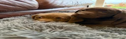 Labrador Retriever dogs for sale: 🐾Chocolate Labrador puppies🐾 - Advert 5