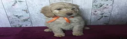 Mixed Breed dogs for sale: Cockador x poodle pups - Advert 6