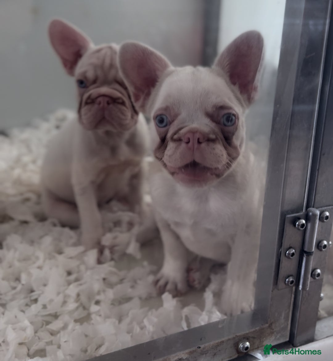 French Bulldog dogs for sale: PRICE REDUCED!! PINK HUSKY FRENCH BULLDOGS - Image 10