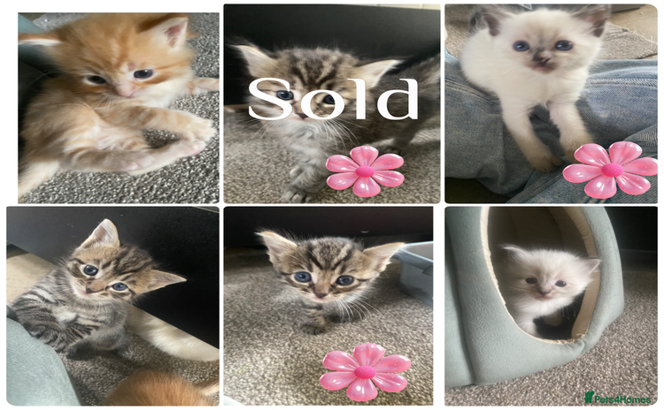 Mixed Breed cats - Advert 9
