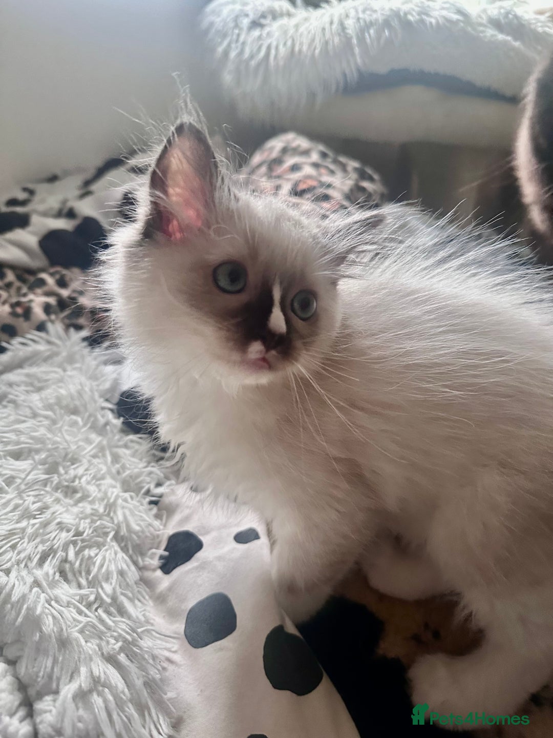 Ragdoll cats for sale: Beautiful Persia dolls  - Image 9