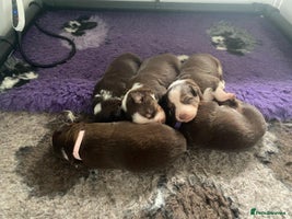 Border Collie dogs BorderCollie Pups: unique chocolate tri rough coat - Advert 5