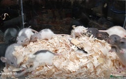 Rat rodents for sale: Baby Dumbo Rats Females  - Image 5