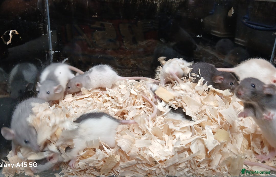 Rat rodents for sale: Baby Dumbo Rats Females  - Image 5