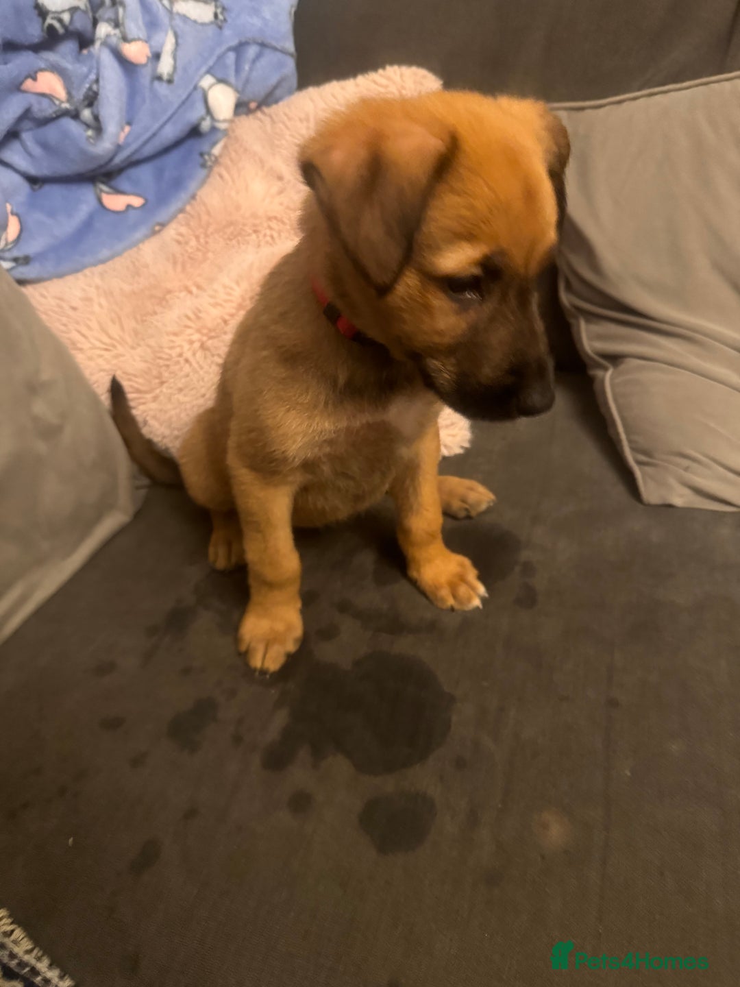 Mixed Breed dogs for sale: German Sheperd cross Lurcher Puppies - Image 17