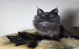 Maine Coon cats for sale: Beautiful Maine Coon Kittens... - Image 7
