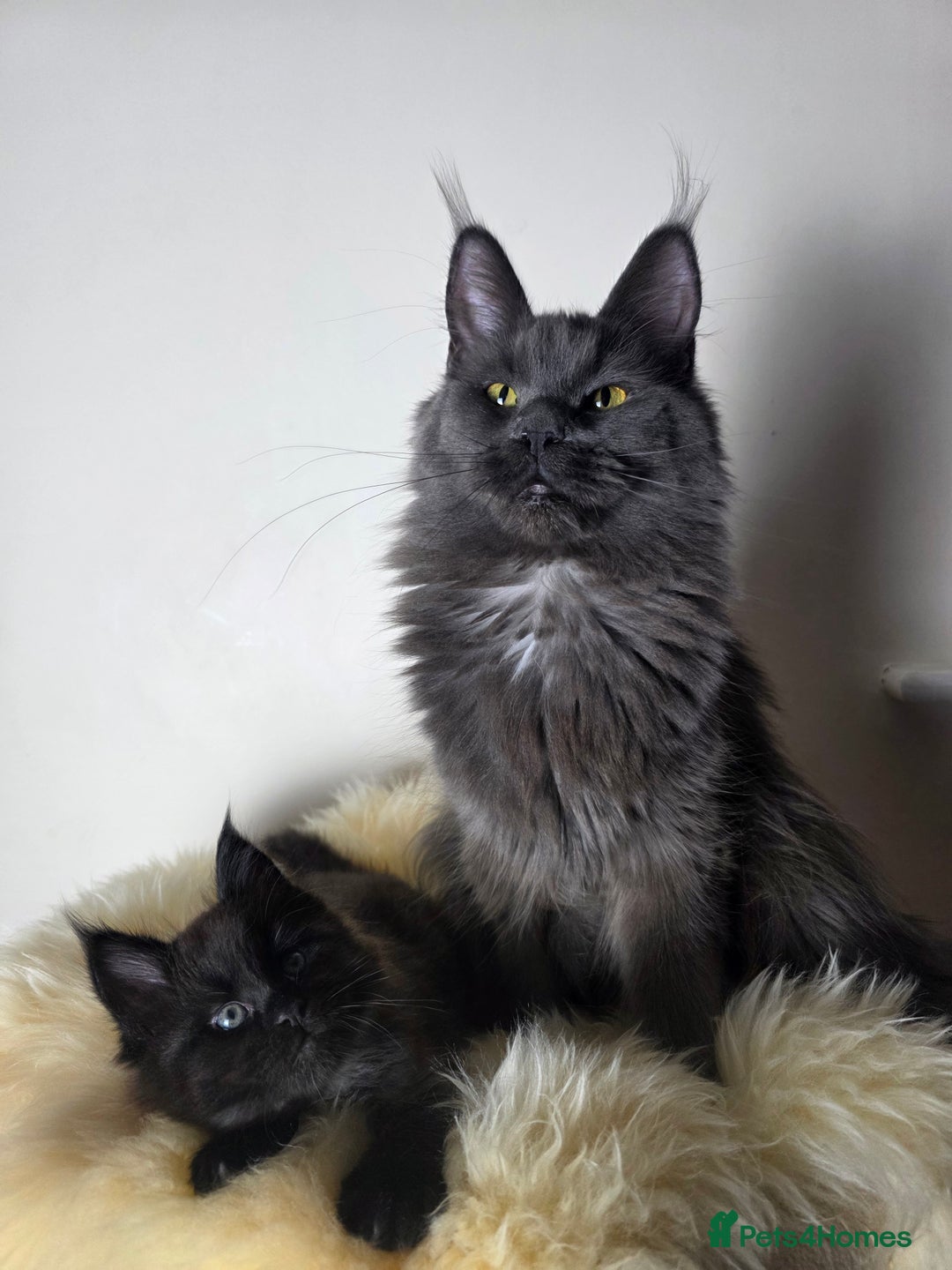 Maine Coon cats for sale: Beautiful Maine Coon Kittens... - Image 7