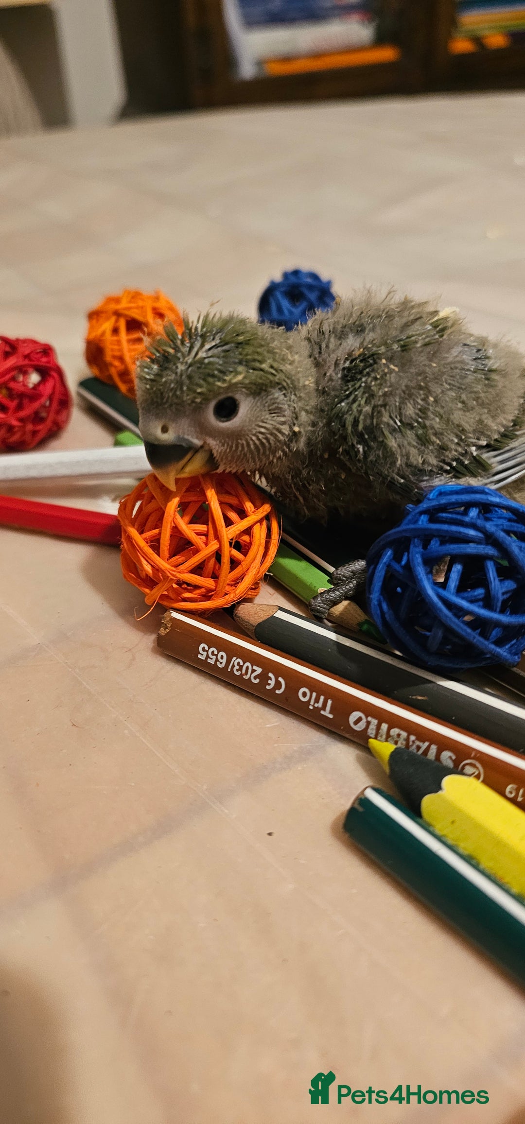 Lovebirds birds for sale: 3 Baby lovebirds - Advert 2