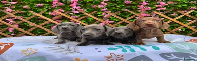 Miniature Dachshund 1