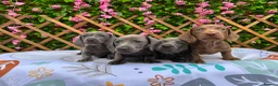 Miniature Dachshund dogs for sale: RARE SOLID COLOURS MINI DAXI KC PRA CLR - Advert 2