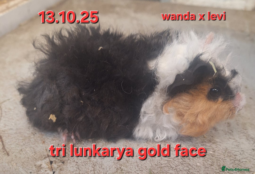 Guinea Pig rodents for sale: Baby female guinea pigs - Advert 1