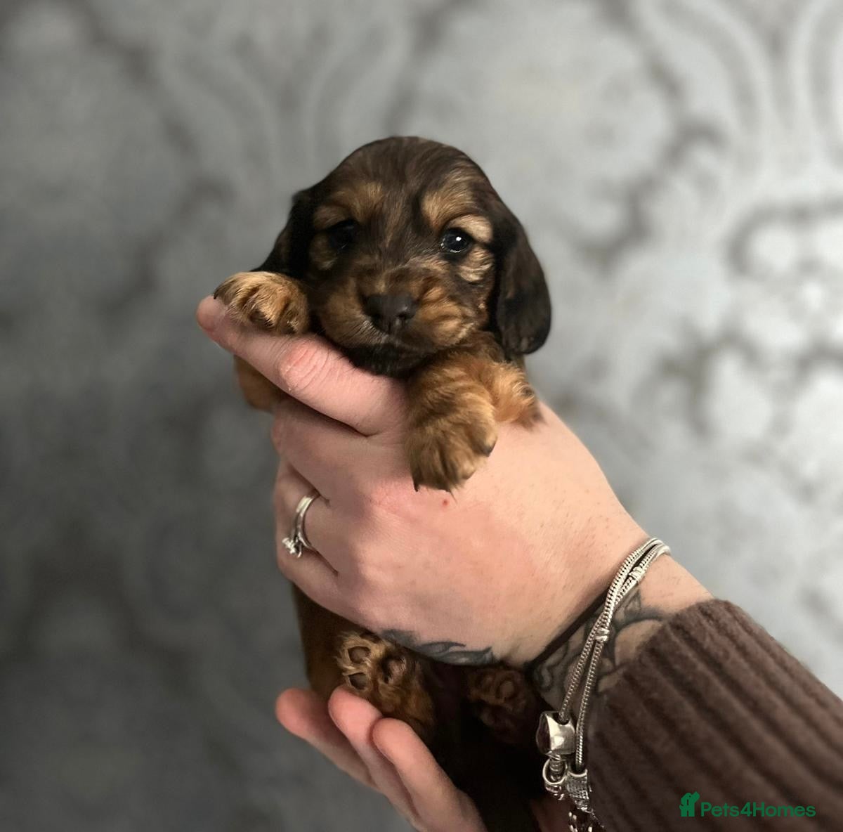 Miniature Dachshund dogs X4 KC Registered long hair miniature dachshunds - Advert 10