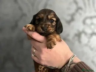 Miniature Dachshund dogs X4 KC Registered long hair miniature dachshunds - Advert 10