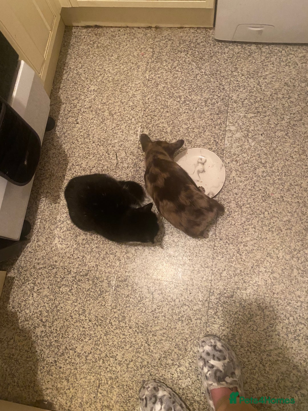 Mixed Breed dogs for sale: Draco 11 month old 3/4 Frenchie 1/4 toy poodle. - Image 15