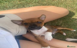 Mixed Breed dogs for sale: Jack Russels  - Image 3