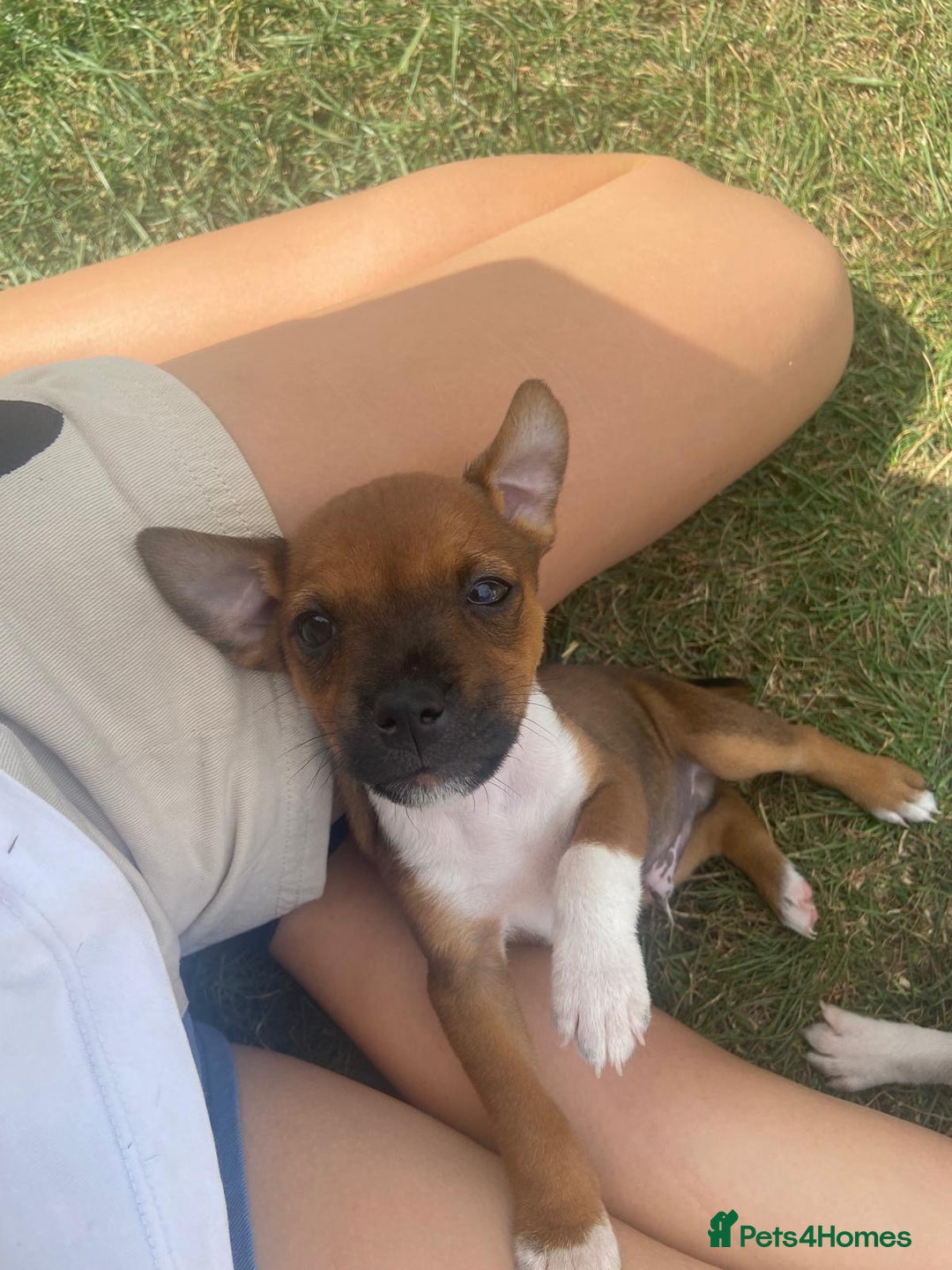Mixed Breed dogs for sale: Jack Russels  - Image 3