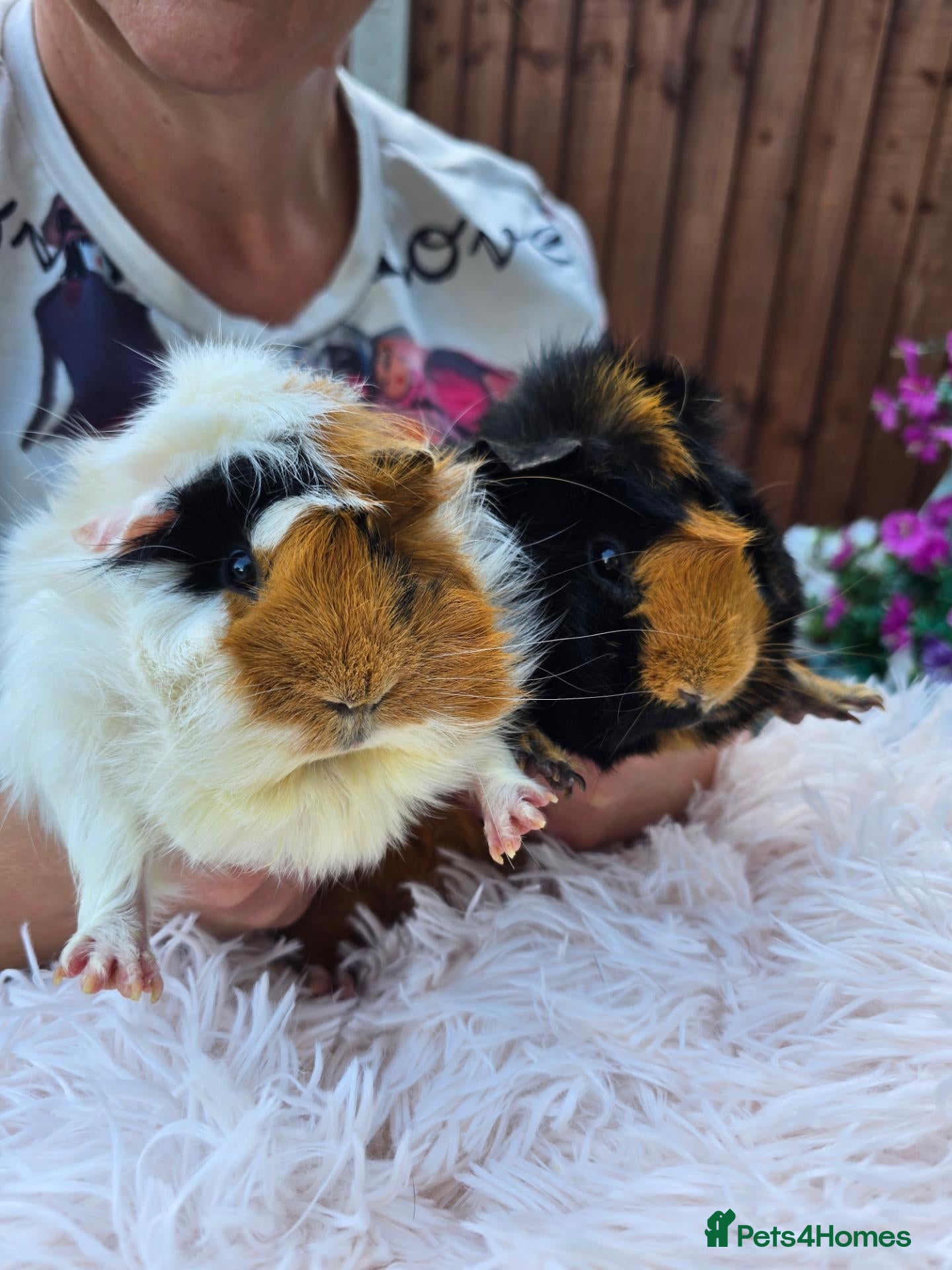 Guinea Pig rodents Girl & Neutered Boy Bonded Guinea Pigs - Advert 18
