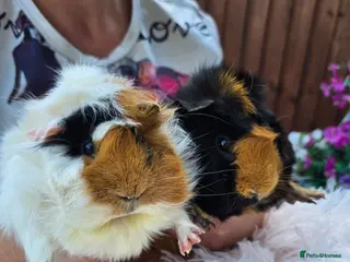 Guinea Pig rodents Girl & Neutered Boy Bonded Guinea Pigs - Advert 5