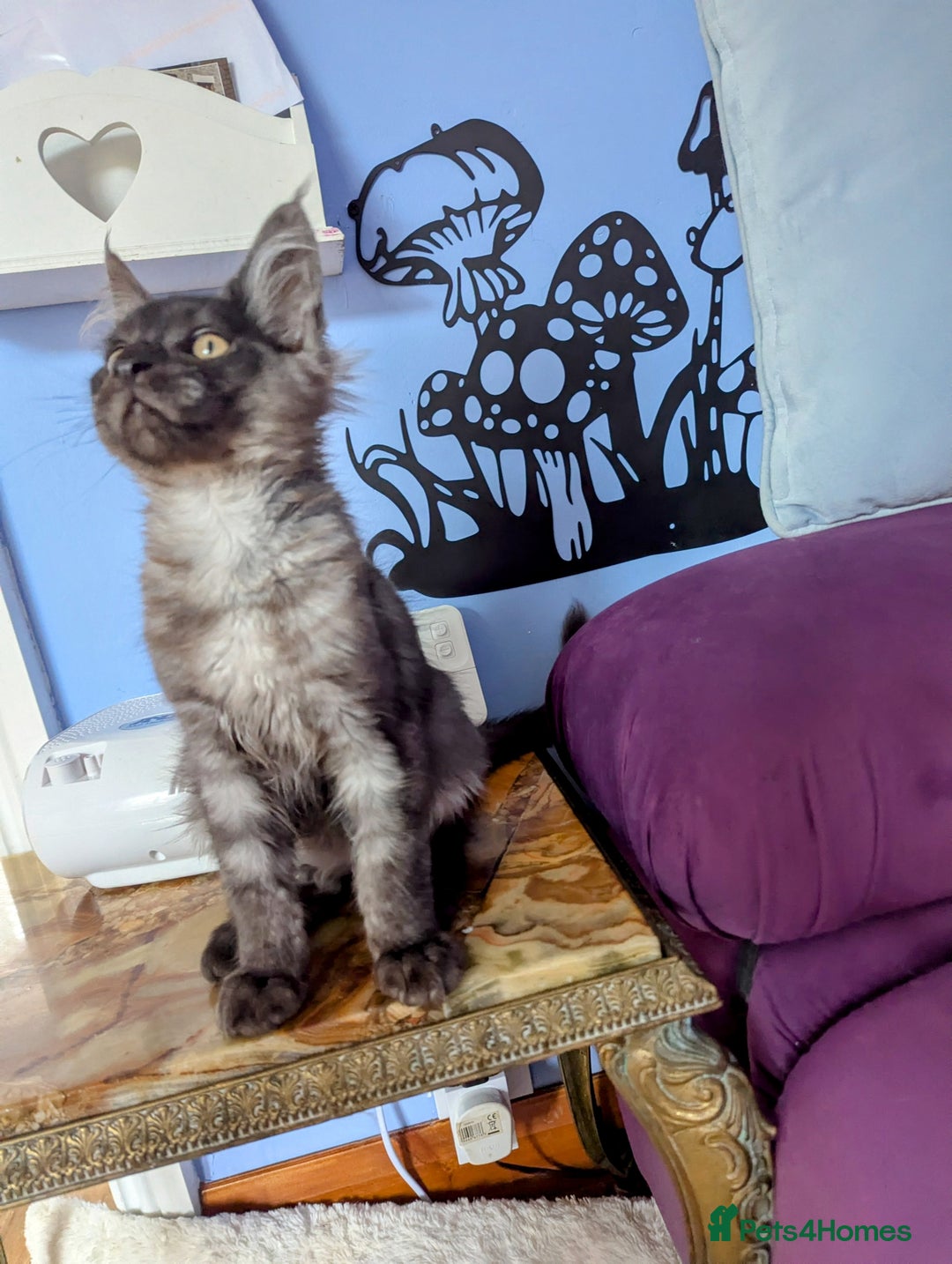 Maine Coon cats for sale: Beautiful Pedigree Maine Coon Kittens  - Image 11