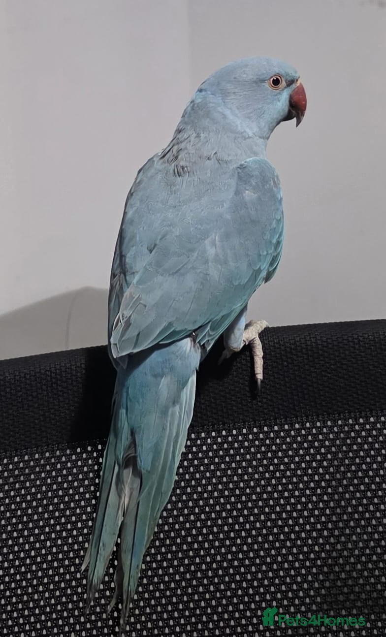 Parrots birds Indian ringneck - Advert 2