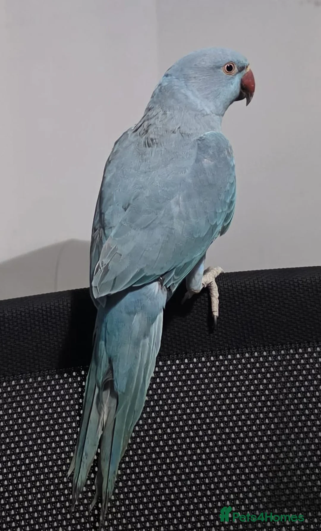 Parrots birds for sale: Indian ringneck - Advert 1