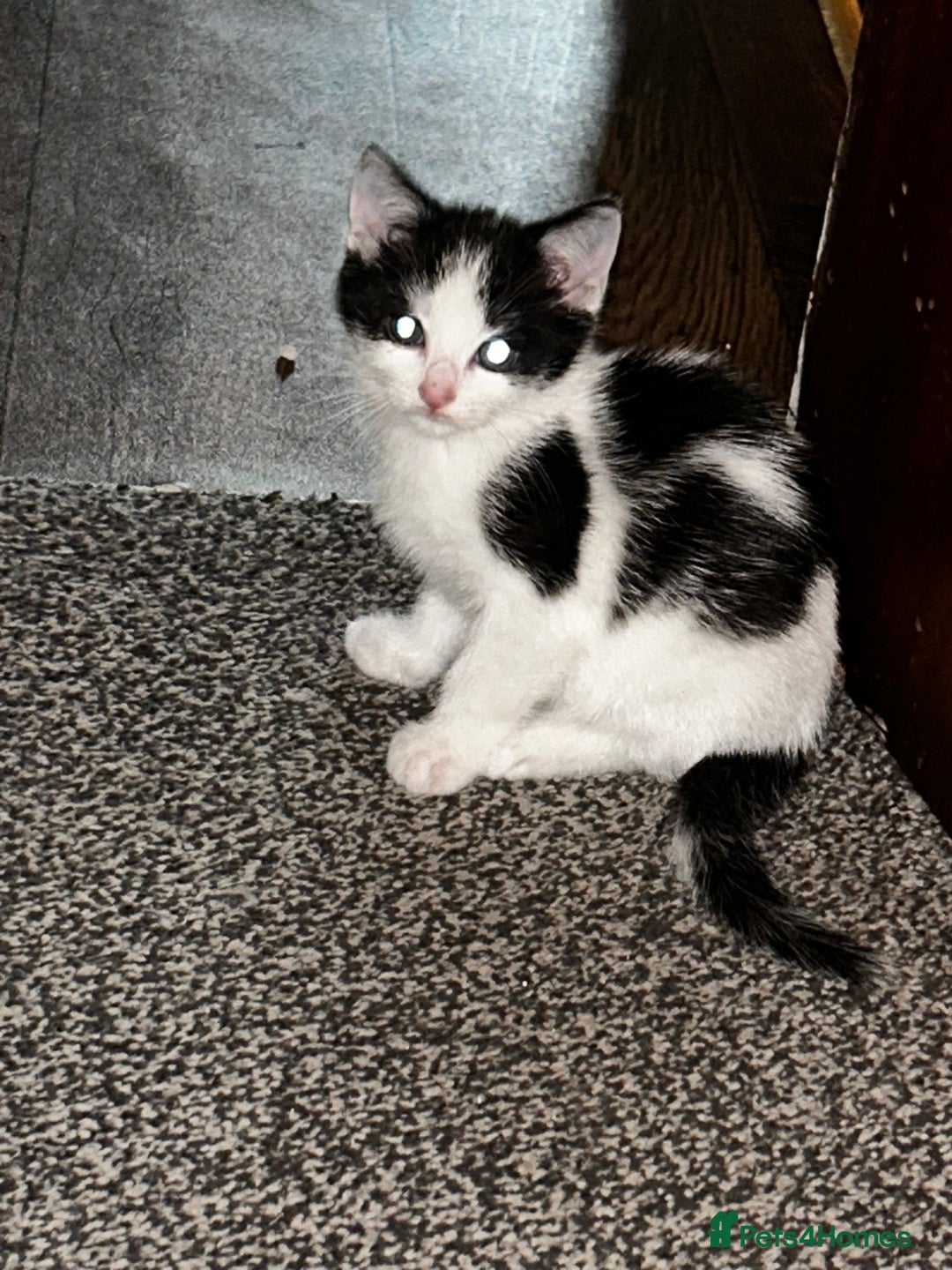 Mixed Breed cats for sale: 4 beautiful mixed breed kittens, ready to leave. - Image 3