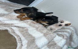 Jack Russell dogs for sale: Jack Russel puppies  - Image 10