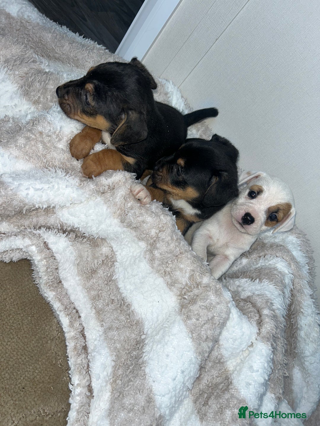 Jack Russell dogs for sale: Jack Russel puppies  - Image 10