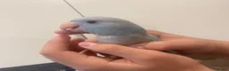 Ringnecks birds for sale: Beautiful Hand-Reared Baby Indian Ringnecks  - Advert 13