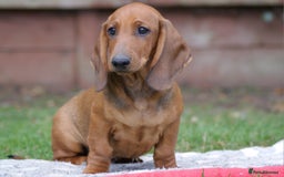Dachshund dogs for sale: Dachshund Standard Smooth Haired in Boston - Image 1