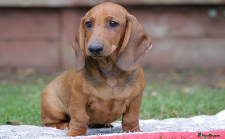 Dachshund dogs in Boston - Advert 4