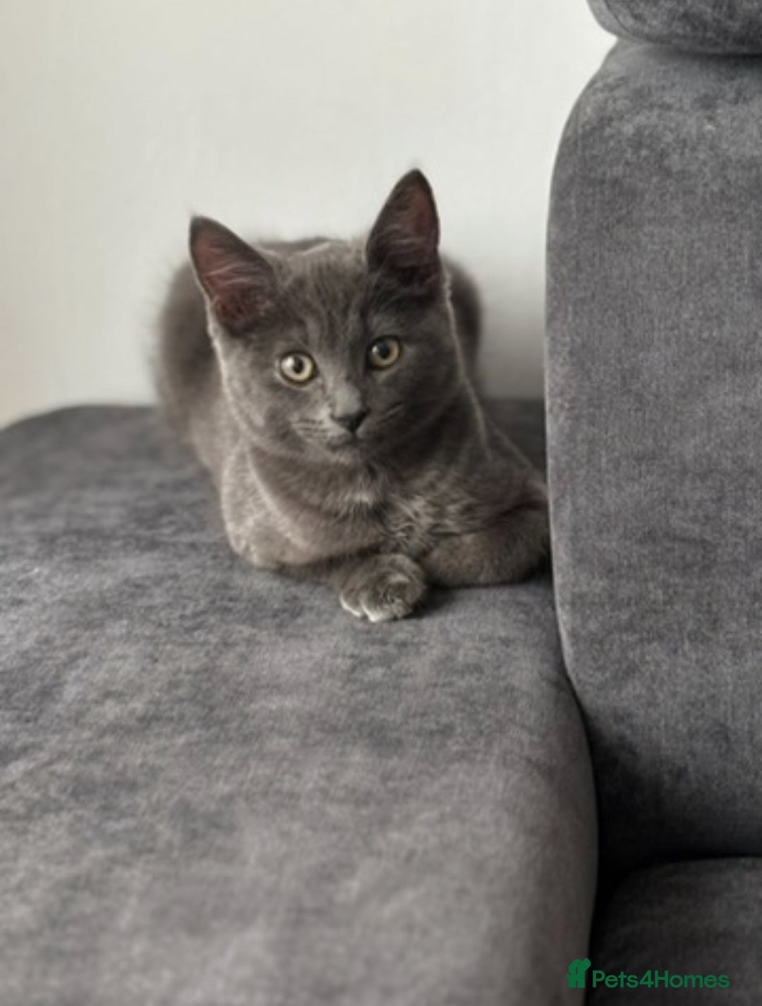 Chartreux cats for sale: 1 grey male cat  - Advert 1