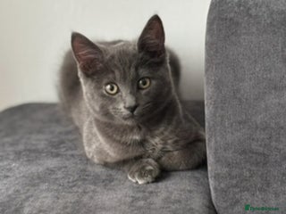 Chartreux cats 1 grey male cat - Advert 1