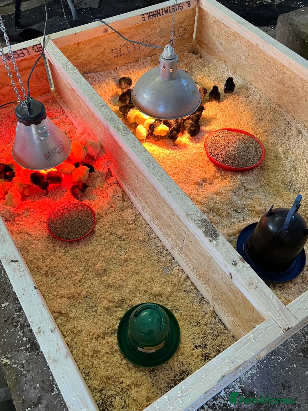 Chickens poultry for sale: Day old chicks - Guaranteed Females  - Advert 3