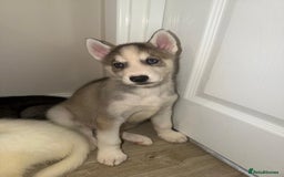 Siberian Husky dogs for sale: 3 x Siberian husky puppies  - Image 21
