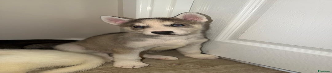 Siberian Husky Puppy 1